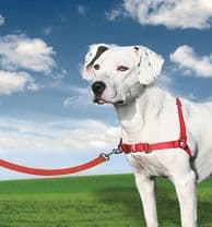 Easy Walk Harness