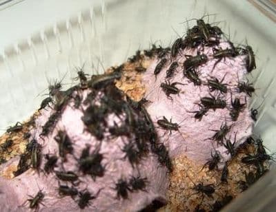 1st Black Crickets (5mm)