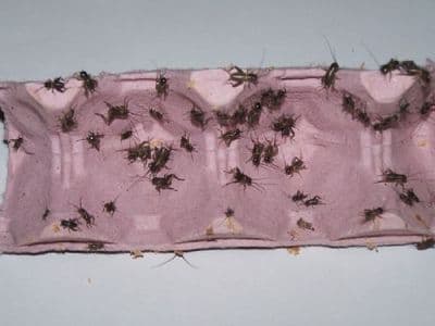 1st Brown Crickets (3mm)