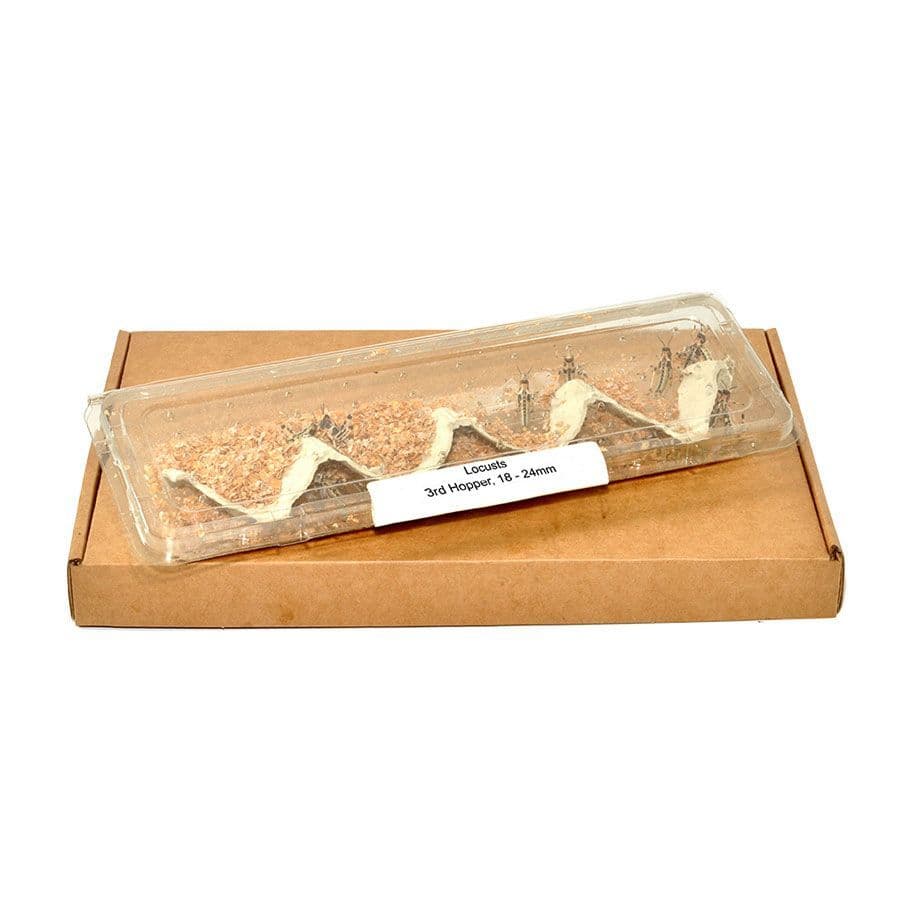 Buy Locust online | Locust | Medium Locust