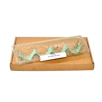 4th Locust Hoppers, 28-32mm, (Large)