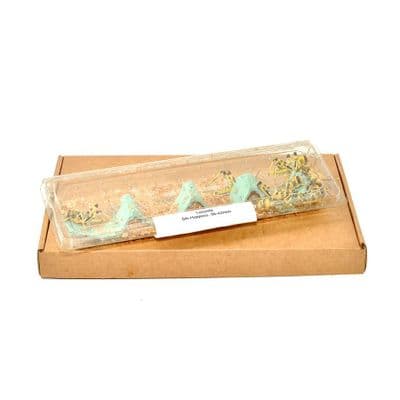 5th Locust Hoppers, 36-42mm, (Extra Large)