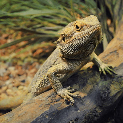 Bearded Dragon Food Pack - Adult - Staple Diet