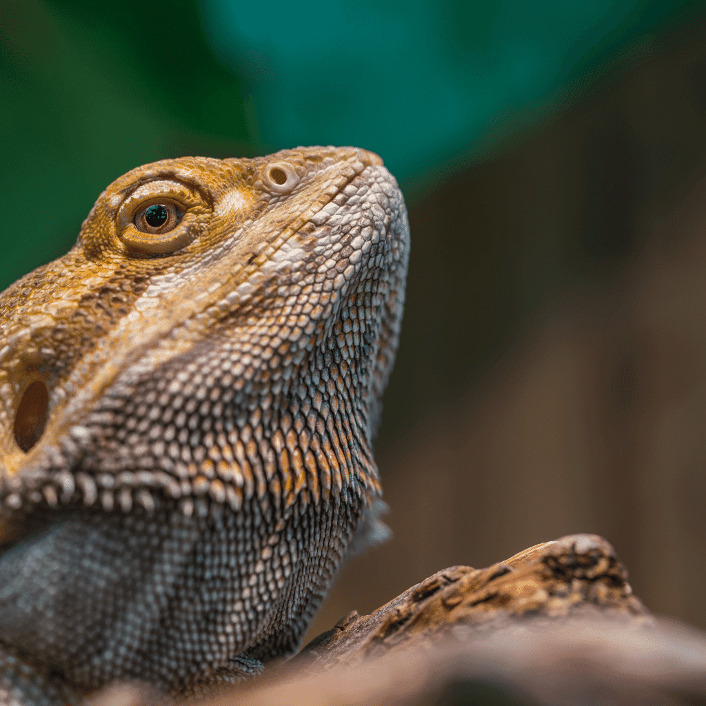Bearded dragon shop products