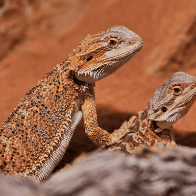 Bearded Dragon Food Pack - Sub Adult (6 months+) Staple Diet