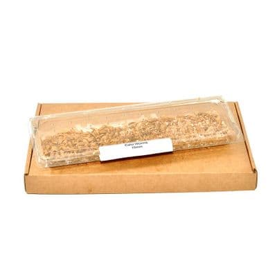 Calci Worms (Hermetia illucens) (10mm)