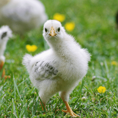 Chicken - Chick Rearing Live Insect Food pack