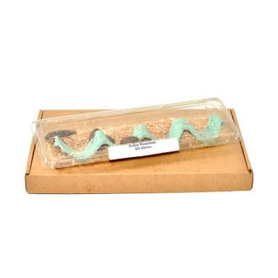 Dubia Roaches, 6 per tub (Approx 25-30mm)