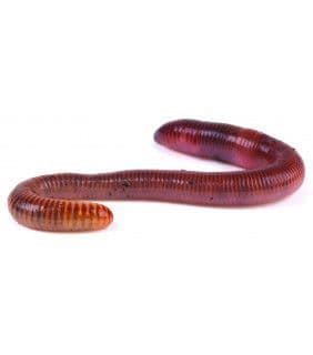 Earthworms (Dendrobena) (50-75mm)