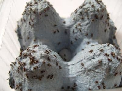 Hatchling Black Crickets (3mm)