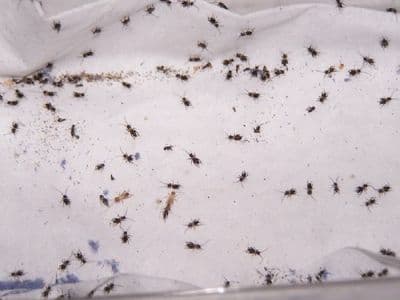 Hatchling Brown Crickets (1-2mm)