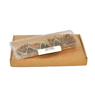 Large  Brown Crickets (19-22mm)