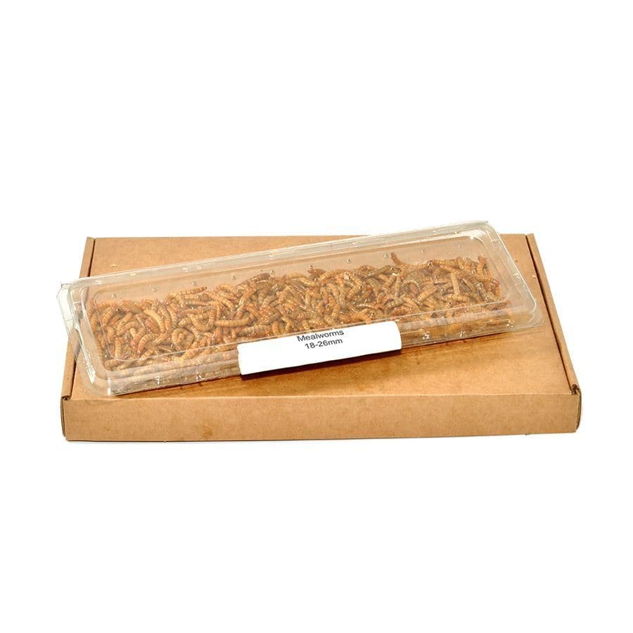 Live Mealworms (Tenebrio molitor)