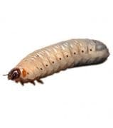 Pachnoda Grub (Pachnoda marginata) (25-35mm)