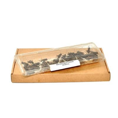 Standard Black Crickets (18-25mm)