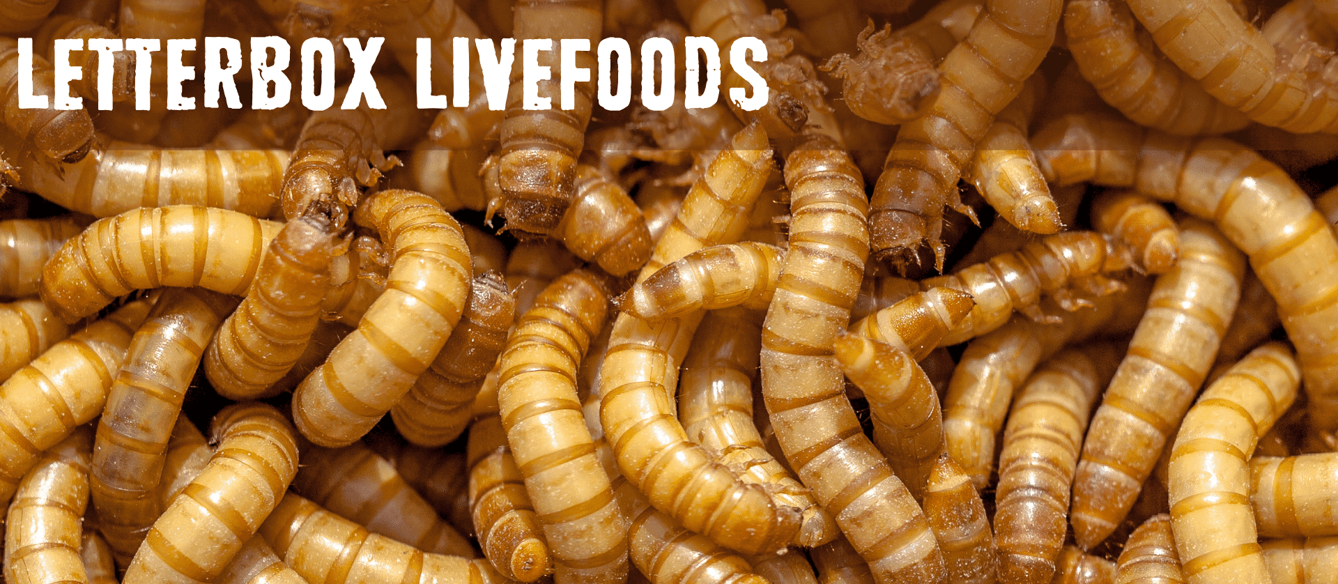 LetterBox Livefoods - Buy live reptile food online