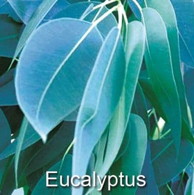 Eucalyptus Essence Milk Box (4 x 5Ltr)