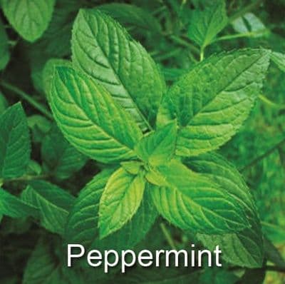 Peppermint Essence Milk Box (4 x 5Ltr)