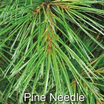 Pine Needle Essence Milk Box (4 x 5Ltr)