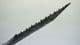 Roman one piece steel saw from the thames in London