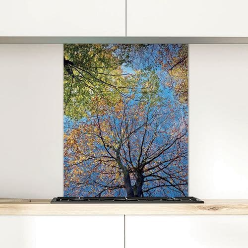 Autumn Beeches - Glass Splashback