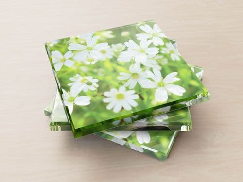 Greater Stitchwort - Glass Coasters