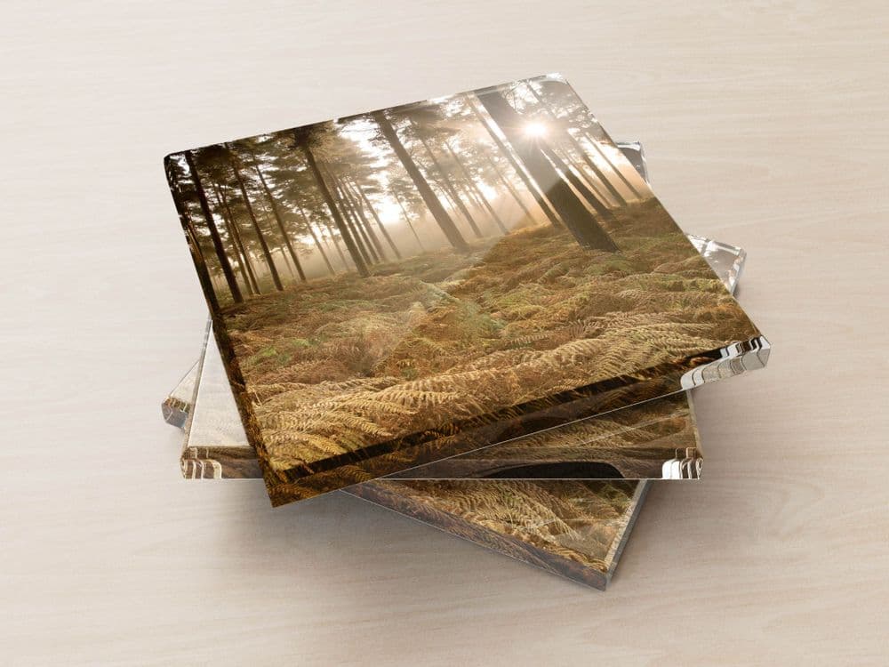 Misty Autumn Forest - Glass Coasters