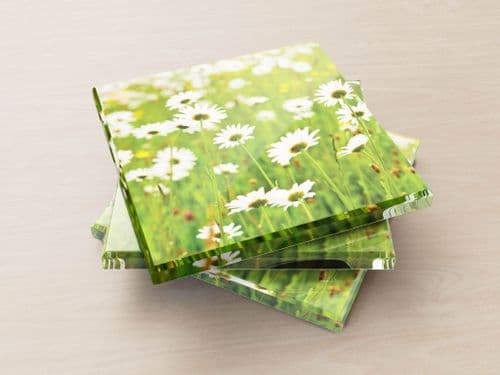 Ox Eye Daisies I - Glass Coasters