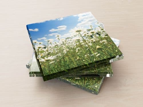 Ox Eye Daisies II - Glass Coasters