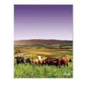 Rolling Hills With Cows Purple - Glass Splashback