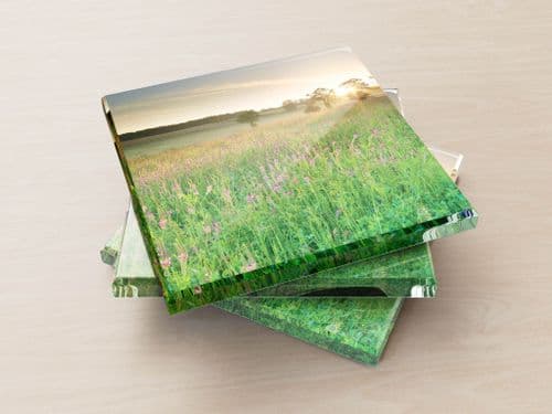 Sainfoin Wildflowers - Glass Coasters