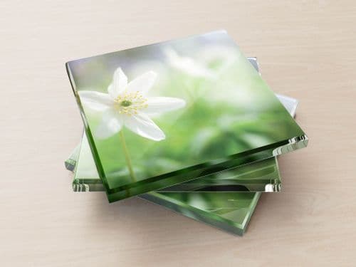 Wood Anemone - Glass Coasters