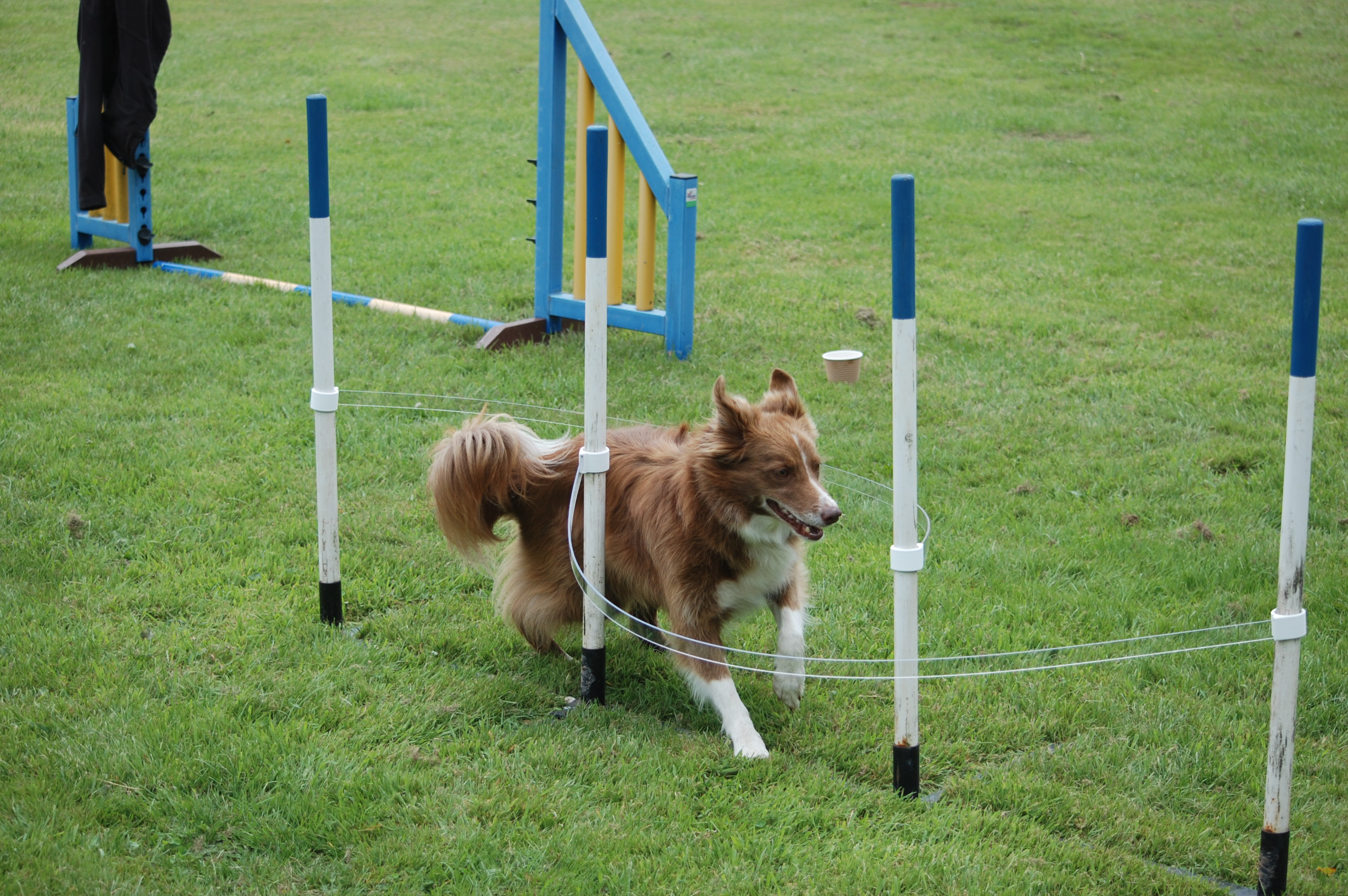 The stride regulator shop