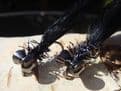 Martyn's Deadly Black Holographic Spartic Special Leech Set - LIMITED EDITION