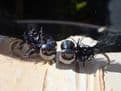 Martyn's Deadly Black Holographic Spartic Special Leech Set - LIMITED EDITION