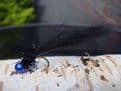 Martyn's Deadly Extra Heavy Black Holographic Stalking Leech Mark 2