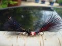 Martyn's Deadly Mini Twin Eyed Red Flash Black Damsel