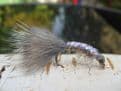 Martyn's Mullet Special,  Natural UV Mud Shrimp