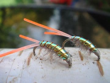 Martyn's Mullet Special,  Orange Tailed, MIrage Backed,  Mud Shrimp