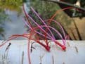 Martyn's Mullet Special, Red and Hot PInk Apps Pulling Worm Set.