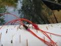 Martyn's Mullet Special Red Apps Bloodworm Set