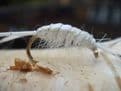 Martyn's Mullet Special,  UV  Backed White Mud Shrimp