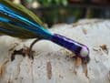 Martyn's Ultimate Skinny Blue Flash Ultra Violet Weighted Damsel Set 1 - Medium Olive