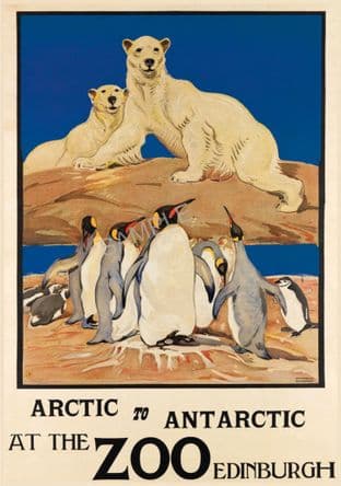Edinburgh Zoo Polar Bears & Penguins