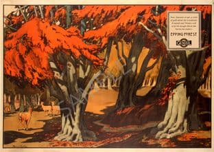 Epping Forest - Autumn