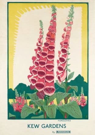 Kew Gardens Foxgloves