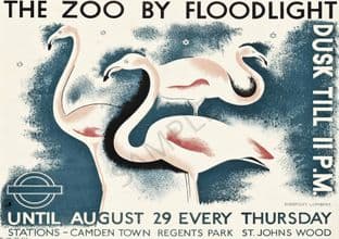 London Zoo Transport Poster Flamingos by Floodlight