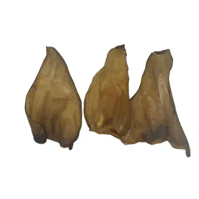 Giant Cow Ear