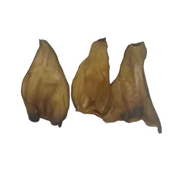 Giant Cow Ear