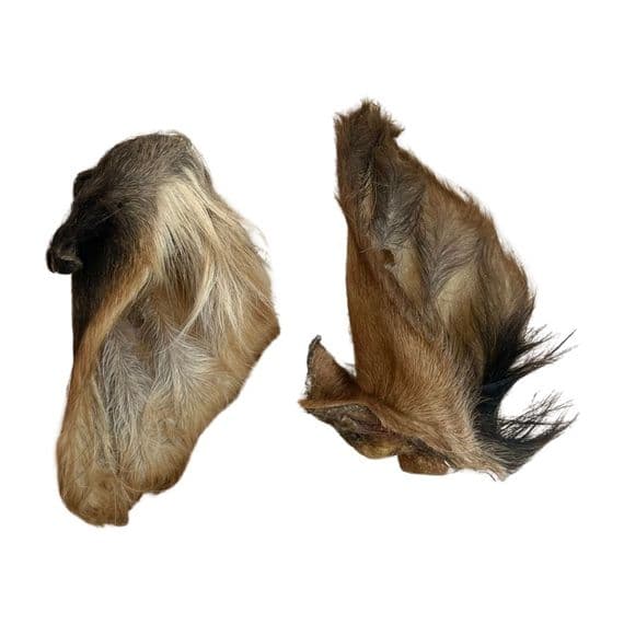 Hairy Cow Ear